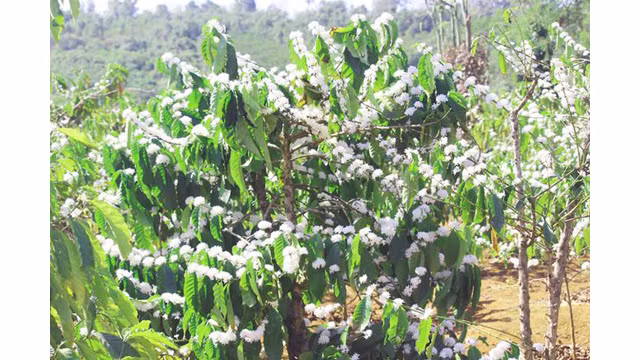 Contempler les fleurs de caféier du Tây Nguyên ảnh 5