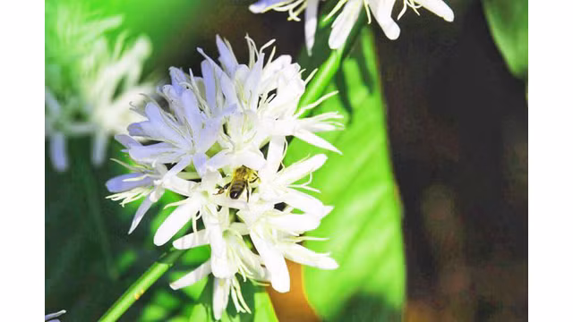 Contempler les fleurs de caféier du Tây Nguyên ảnh 3 Contempler les fleurs de caféier du Tây Nguyên ảnh 3