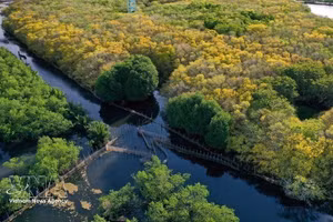 La mangrove de Ru Cha, dans la ville de Hue, est appelée à voir sa superficie portée à 20 hectares dans le cadre de l’aménagement prévu par les autorités locales, contribuant à atténuer les effets du changement climatique et à développer l’écotourisme dans la lagune de Tam Giang. Photo : VNA. 