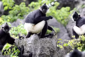 Des recensements récents indiquent que le pays abrite entre 562 et 570 langurs de Delacour répartis en 81 à 82 groupes, dont environ 95% sont concentrés dans la province de Ninh Binh. 