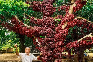 À Dak Lak, des arbres centenaires classés au patrimoine arboré du Vietnam