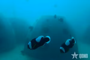 Des récifs artificiels immergés dans la baie de Nha Trang