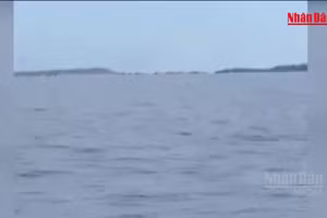 [Vidéo] Plus de dix dauphins aperçus près des côtes de Ly Son