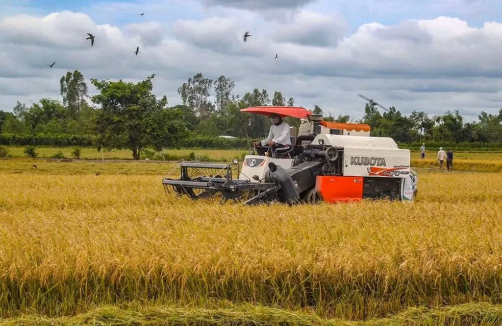 Récolte du riz dans la ville de Cân Tho (dans le delta du Mékong). Photo : VNA