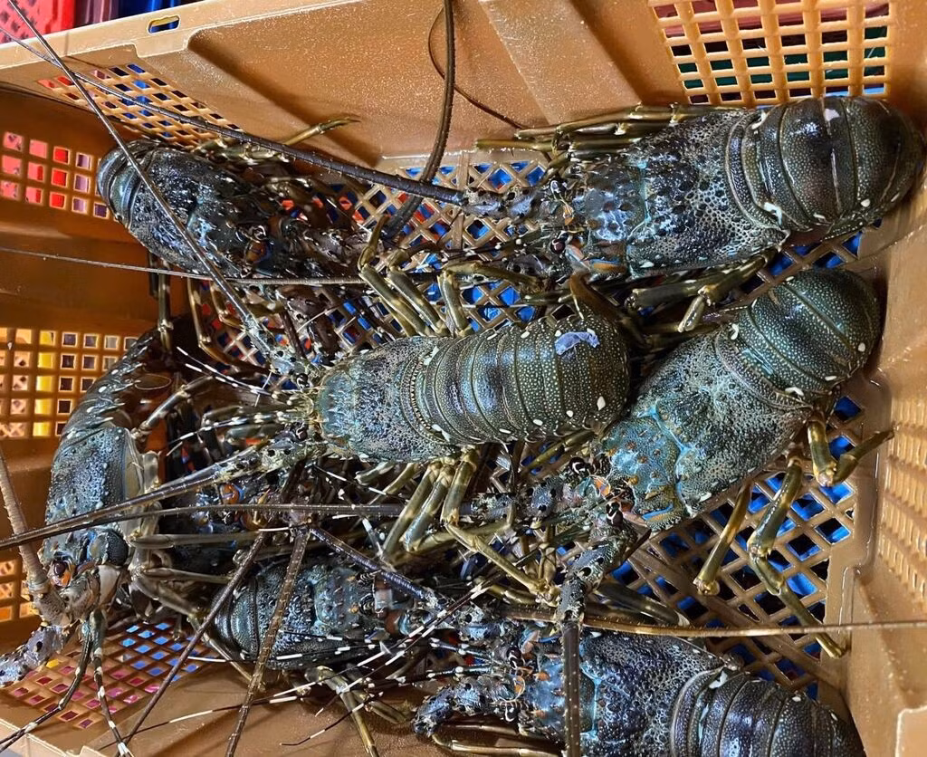 La valeur cumulée des exportations de homards du Vietnam sur les dix premiers mois de 2025 a atteint 712 millions de dollars, soit une hausse de 135 % sur un an. Photo : VNA