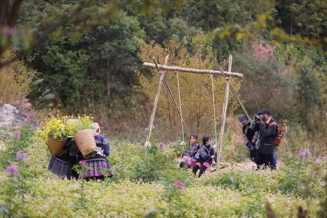 En début d’année, Mu Cang Chai séduit les visiteurs par ses paysages montagneux majestueux et ses fleurs emblématiques de la culture Mông. Photo : VNA