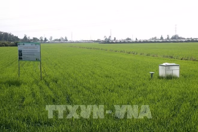 Rizières cultivées pour réduire les émissions à la socété New Green Farm, Can Tho. Photo : VNA.