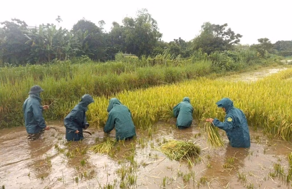 La milice de la commune de Vinh Hoang, province de Quang Tri, aide la population à récolter le riz. Photo : VNA.