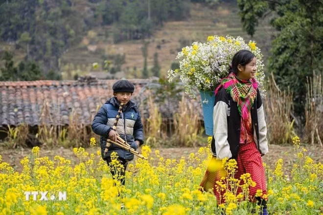 De magnifiques fleurs de colza dans la province de Tuyen Quang. Photo : VNA