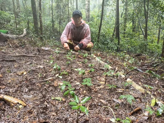 Les habitants de la commune de Tu Mo Rong, province de Quang Ngai, cultivent le ginseng de Ngoc Linh avec l'aide de la société par actions Ngoc Linh Kon Tum. Photo : sggp.org.vn