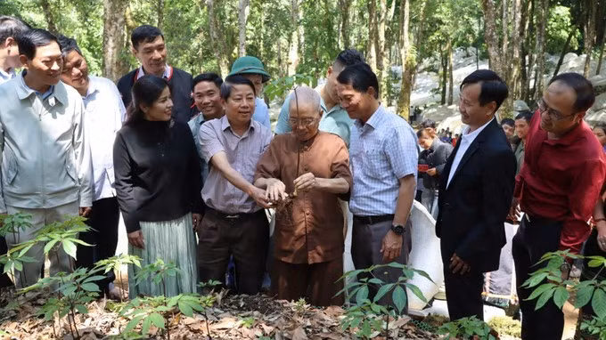 Dans le jardin de ginseng de Ngoc Linh dans la commune de Mang Ri, province de Quang Ngai. Photo : sggp.org.vn