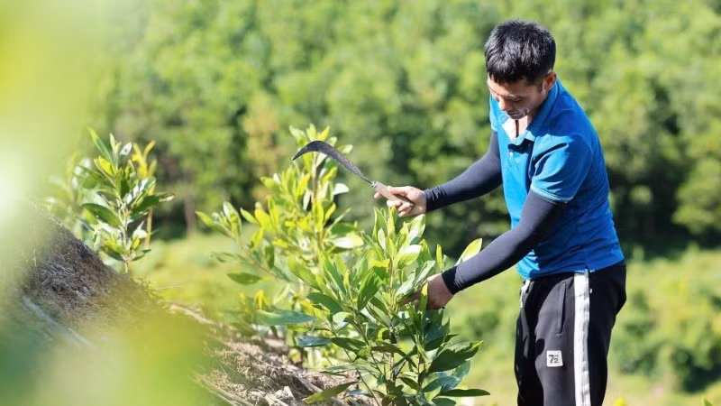 Le modèle de plantation de forêts d'acacias à Thanh Hoa contribue à réduire les émissions de gaz à effet de serre, à accroître la valeur économique et à améliorer les moyens de subsistance de la population. Photo : VNA