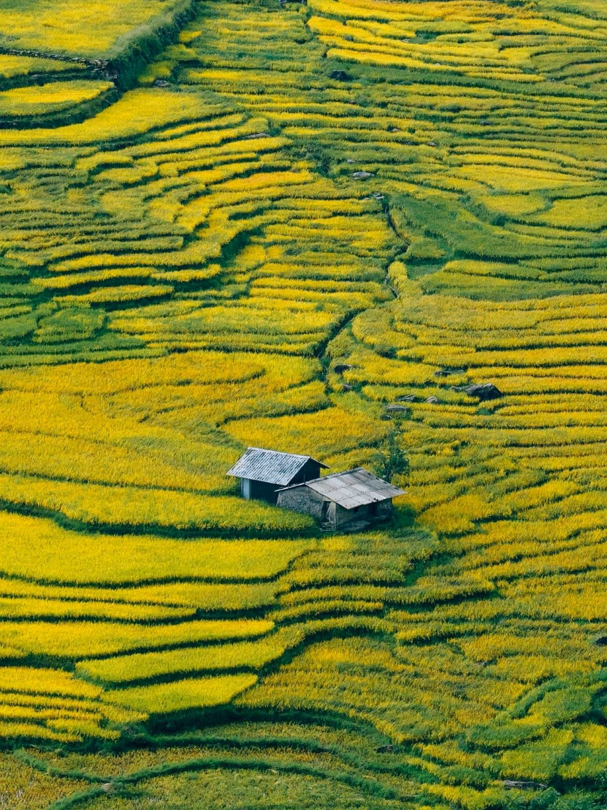 Située à seulement 80 kilomètres au nord de Sapa, la commune frontalière d’Y Ty est réputée pour être un endroit idéal pour profiter de la beauté éblouissante des rizières en terrasses et des nuages qui affleurent les cimes rocheuses à plus de 2 000 m d’altitude, dans la montagne Nhiu Co San. Photo : Pham Trong Nghia/laodong.vn