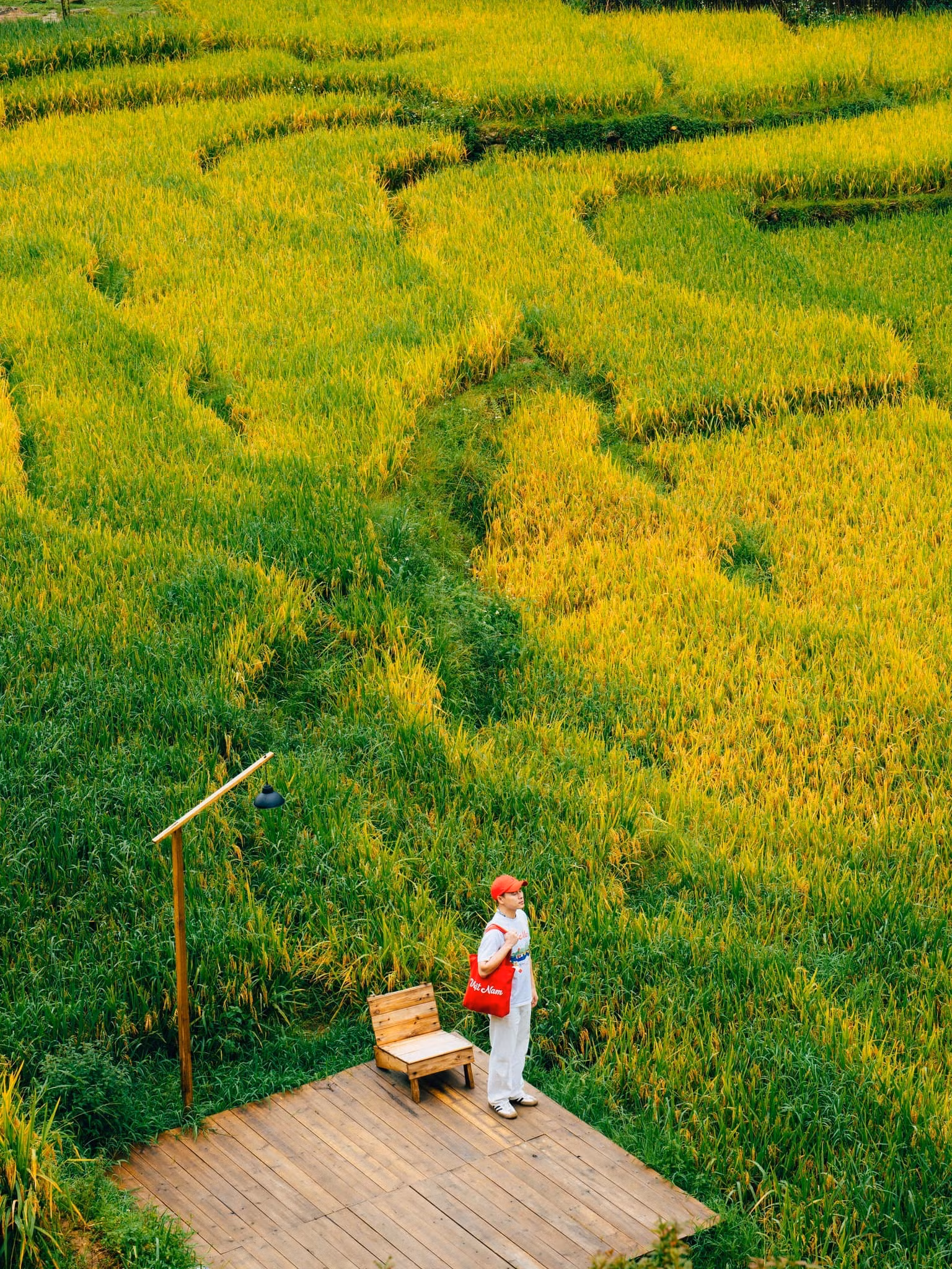 La meilleure saison pour voir les rizières de Sapa en pleine maturité dorée, juste avant la récolte, est de mi-septembre à octobre. Durant cette période, le riz des terrasses change de couleur, passant du vert éclatant au jaune doré, créant un paysage spectaculaire apprécié des photographes et des touristes. Photo : Pham Trong Nghia/laodong.vn