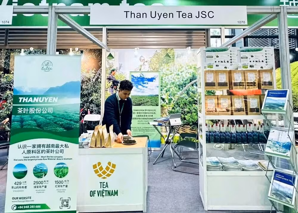 Le thé Shan tuyet Than Uyen, produit par la société par actions de thé Than Uyen, figure parmi les sept produits classés 4 étoiles. Photo: baolaichau.vn