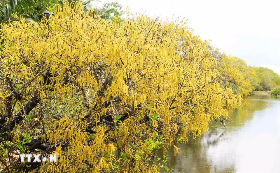La mangrove de Ru Cha a pour fonction d’empêcher l'intrusion de l'eau saléeet de protéger la terre ferme. Avec sa diversité biologique, elle crée également des moyens de subsistance pour les habitants. Photo : VNA