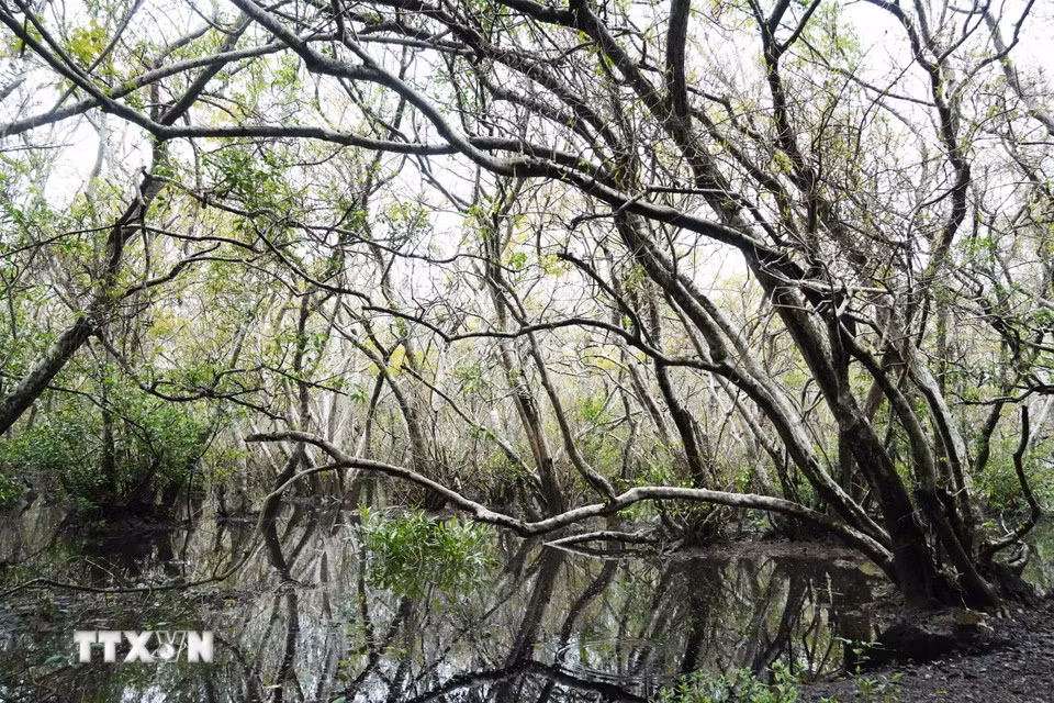 Les mois d'automne apportent la tranquillité à la mangrove de Ru Cha. Photo : VNA