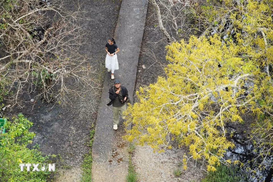 En allant à la mangrove de Ru Cha, les visiteurs peuvent suivre des pistes couvertes de grappes d'arbres « Cha » entrelacées pour découvrir la beauté sauvage de la nature et des paysages. Photo : VNA