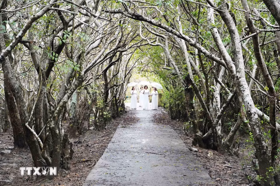 Une visite à la mangrove de Ru Cha cet automne offre une excursion romantique parfaite. Photo : VNA