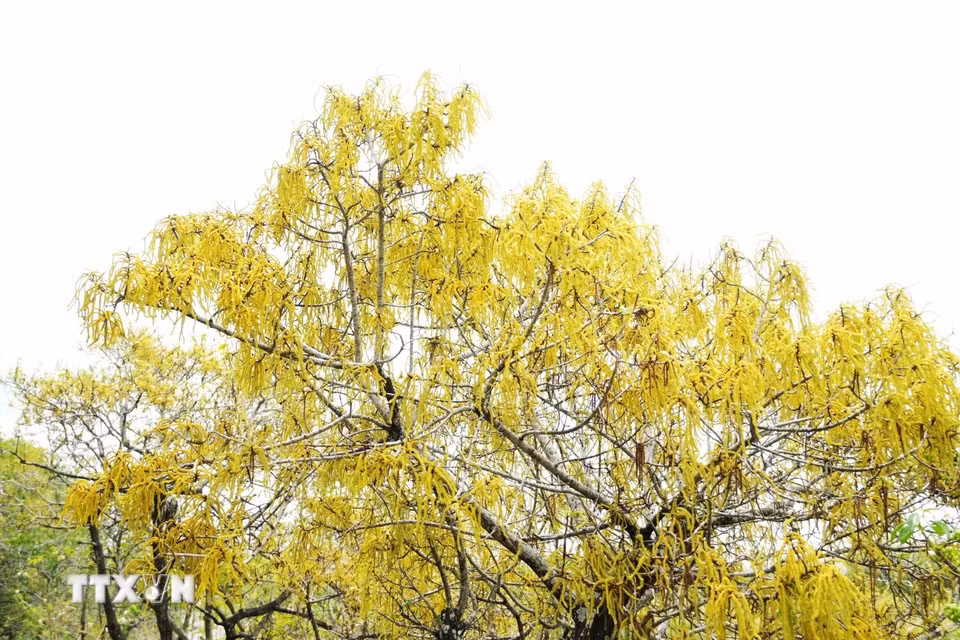 À Ru Cha, l'automne est la plus belle période de l'année. Les arbres « Cha » commencent à changer de feuilles, offrant ainsi un tableau magnifique. Photo : VNA