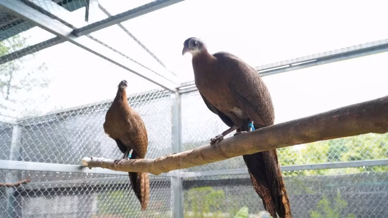 Le parc national de Bach Ma et le jardin zoologique et botanique de Saïgon collaborent à la recherche et à la conservation des faisans prélats. Photo : Parc national de Bach Ma.