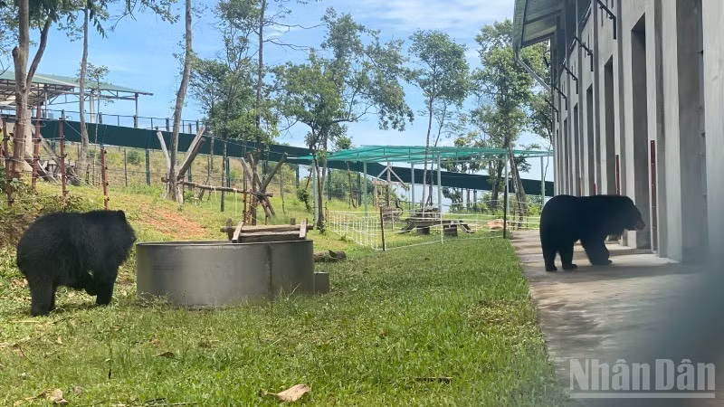 Entré en activité en octobre 2023, le Centre de sauvetage des ours du Vietnam N°2 a bénéficié d’une subvention non remboursable de 10,5 millions de dollars de l’Organisation des animaux d’Asie. Il s’étend sur 12,5 ha dans la zone administrative du Parc national de Bach Ma, et a été spécialement conçu pour protéger les ours précédemment détenus par des particuliers. Photo : NDEL.