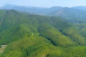 Les vastes forêts de Da Nang possèdent une importante capacité de séquestration du carbone, un atout majeur pour la participation de la ville au marché des crédits carbone. Photo : baodanang.vn