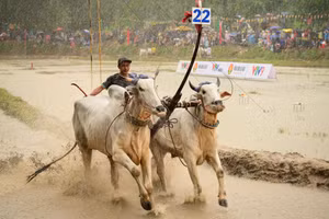 La fête des courses de bœufs de Chua Ro, dans la province d’An Giang (Sud). Photo : znews.vn