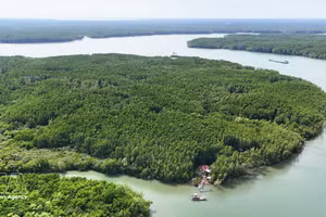 La mangrove de Can Gio, au Sud du Vietnam, un important puits de carbone naturel, contribue à la création de crédits carbone destinés au marché vietnamien du carbone. Photo : VNA.