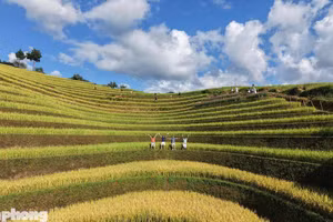 La saison du riz mûr recouvre de jaune les versants en terrasses de Mu Cang Chai. Vues d’en haut, les parcelles épousent les contours des pentes montagneuses et forment une succession de teintes jaunes et vertes. Photo : tienphong.vn