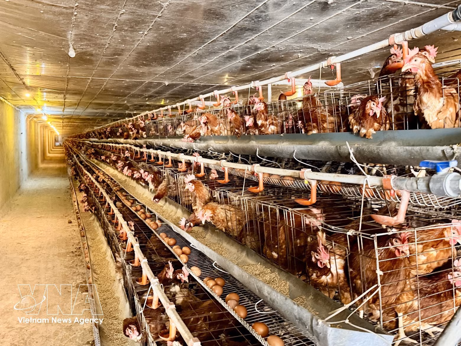 Des poules pondeuses élevées dans un environnement contrôlé par la technologie, favorisant une production homogène. Photo : VNA