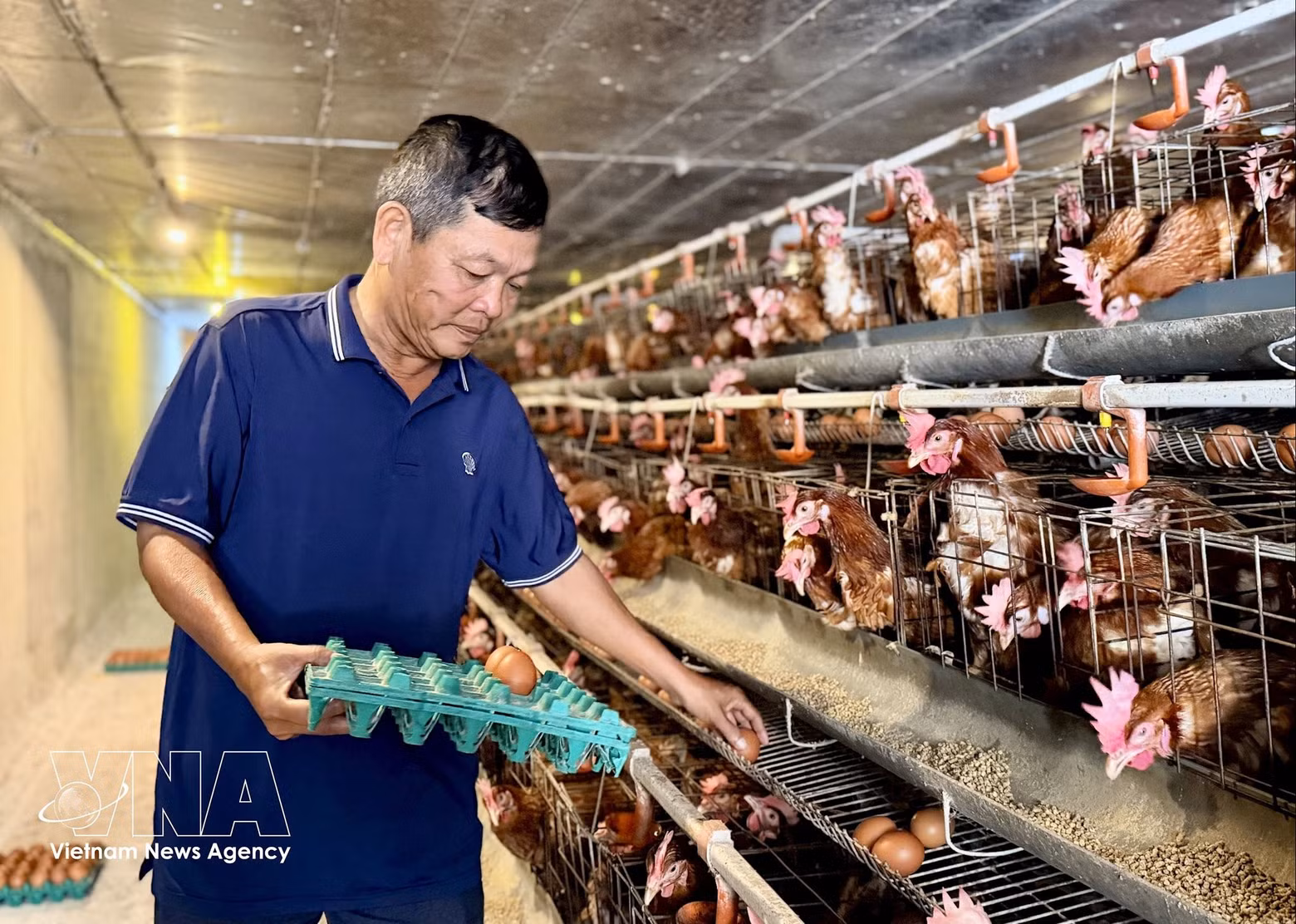 Nguyen Hoa Binh collecte et contrôle les œufs dans son élevage avicole en circuit fermé, dans le quartier de Vinh Te (An Giang). Photo : VNA