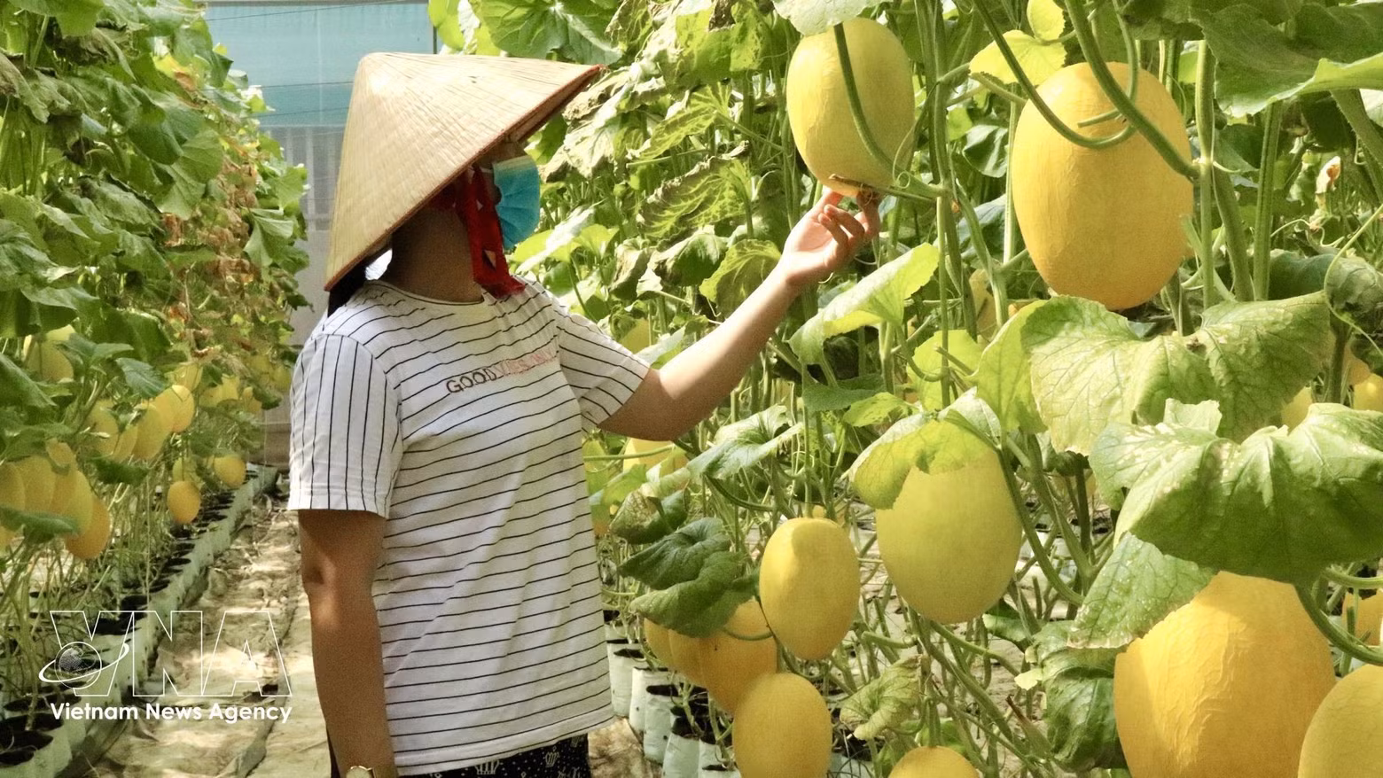 La culture de melons sous serre dans la commune de My Hoa Hung (An Giang) assure des rendements stables et une qualité homogène. Photo : VNA
