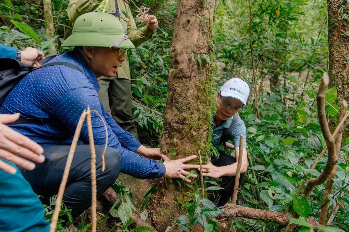 Le diamètre des troncs, dont la circonférence varie entre 70 et 95 centimètres, laisse estimer leur âge entre 180 et 200 ans. Photo : daidoanket.vn
