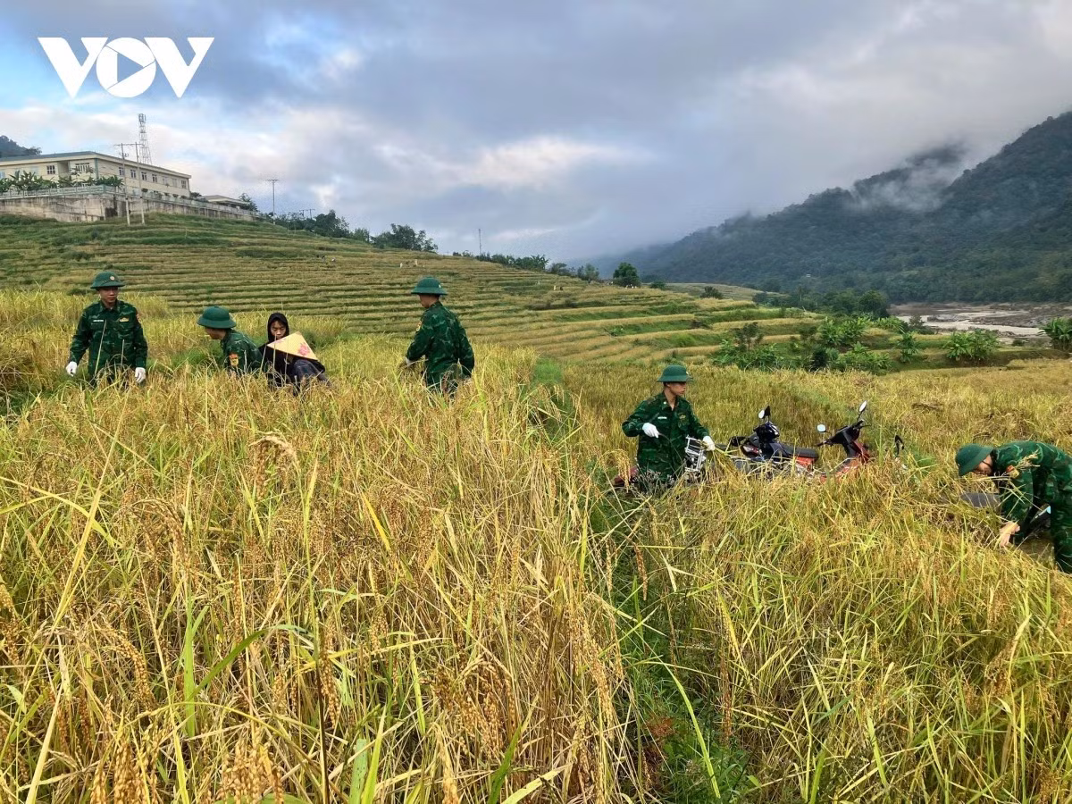 Au début du mois de novembre, lorsque le soleil automnal dore les rizières de Ten Tan, les soldats du poste de garde-frontière de la province de Thanh Hoa revêtent leurs tenues de volontaires et se mêlent aux villageois pour couper le riz. « Le samedi du volontariat » - un geste simple mais empreint d’humanité - est devenu, au fil des années, une belle tradition bien ancrée dans cette unité frontalière. Photo : VOV.