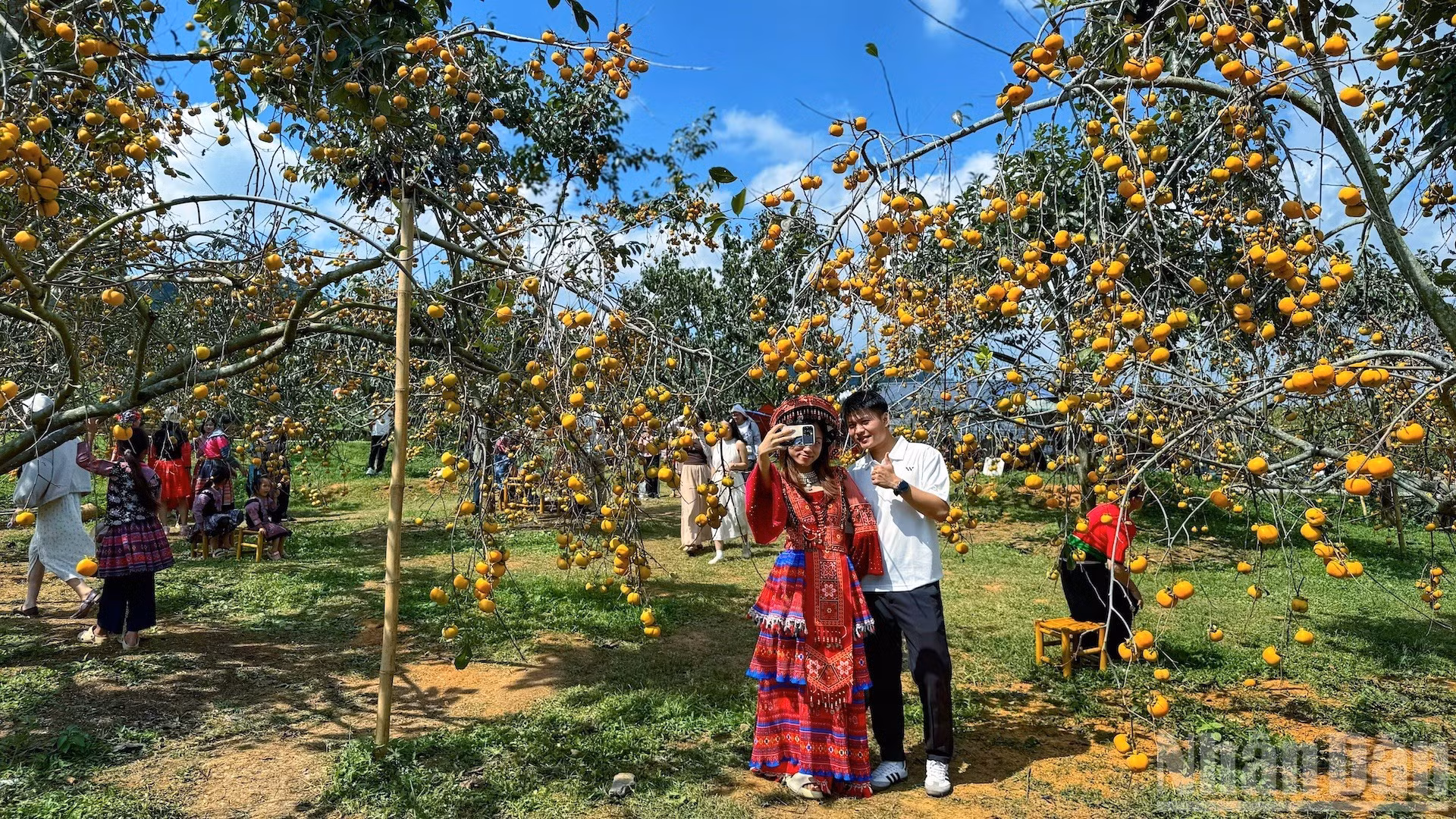 Les vergers chargés de kakis mûrs renforcent l’attrait touristique de Moc Chau au cours des derniers mois de 2026. Photo : NDEL.