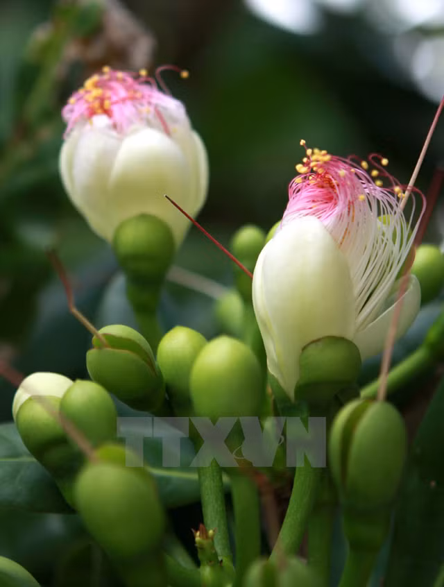 Contempler les fleurs de badamier à Truong Sa ảnh 6