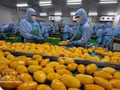 Transformation de produits agricoles destinés à l'exportation par la société B'LaoFood. Photo : VNA.
