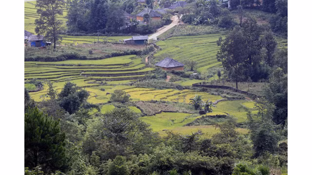 Les paysages spectaculaires des rizières en terrasse d’Y Ty ảnh 6