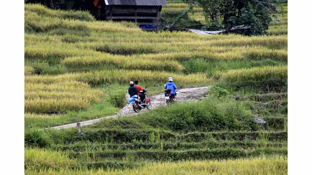 Les paysages spectaculaires des rizières en terrasse d’Y Ty ảnh 1