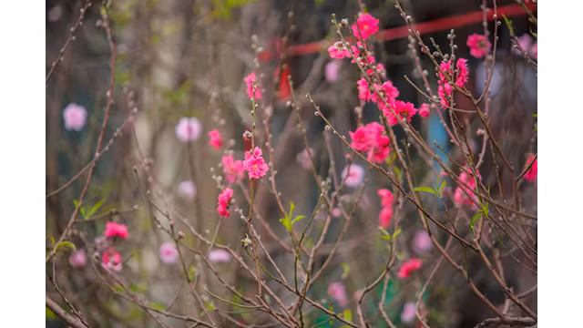 Des pêchers fleurissent dans les rues de la capitale au milieu du froid ảnh 7