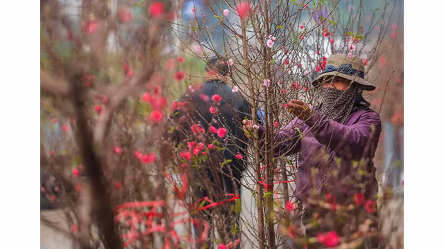 Des pêchers fleurissent dans les rues de la capitale au milieu du froid ảnh 11