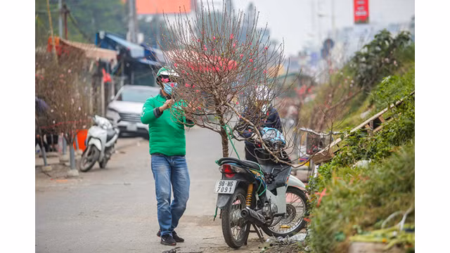 Des pêchers fleurissent dans les rues de la capitale au milieu du froid ảnh 6