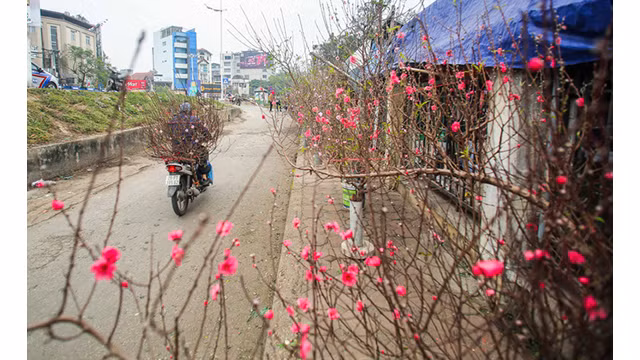 Des pêchers fleurissent dans les rues de la capitale au milieu du froid ảnh 8