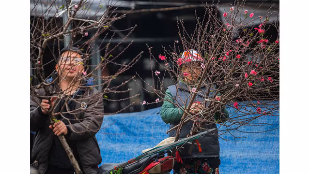 Des pêchers fleurissent dans les rues de la capitale au milieu du froid ảnh 3