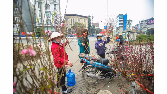 Des pêchers fleurissent dans les rues de la capitale au milieu du froid ảnh 15