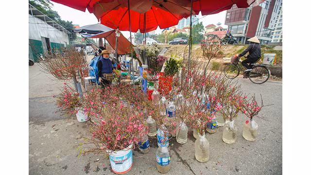 Des pêchers fleurissent dans les rues de la capitale au milieu du froid ảnh 14