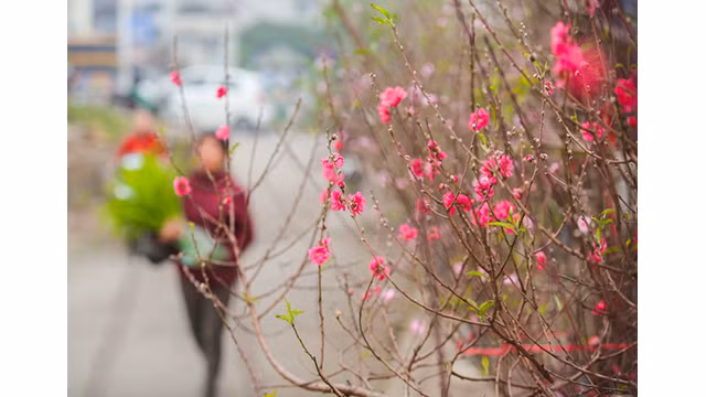 Des pêchers fleurissent dans les rues de la capitale au milieu du froid ảnh 2