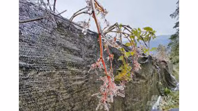  Des pêchers ont gelé à Sa Pa ảnh 11