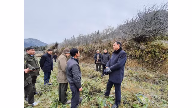  Des pêchers ont gelé à Sa Pa ảnh 8